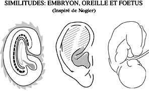 Embryon, oreille et foetus ( inspiré de Nogier )