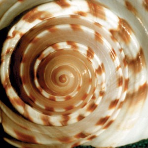 spirale, coquillage